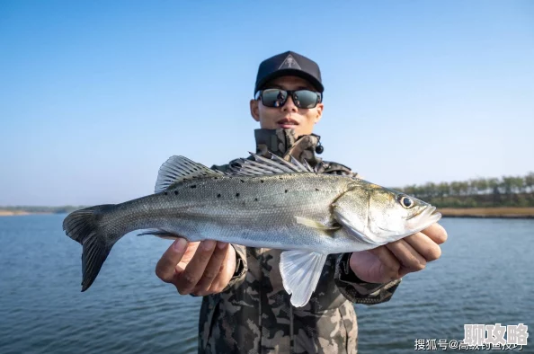 露玛岛金鳞鲈鱼垂钓指南：探寻最佳钓点与全国出产地总汇揭秘