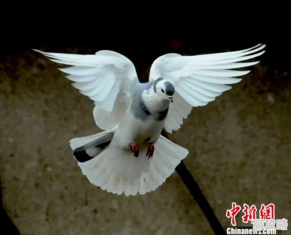 全面解析：黎明觉醒生机守卫诺亚活动玩法攻略与特色介绍