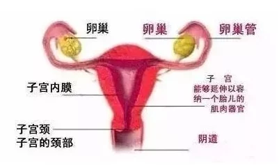 百合肉高h喷汁呻吟futa是指描绘女性之间性爱场面，其中一方或双方具有男性生殖器官的成人内容