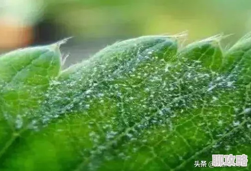 草莓视频污污在线观看，提供多种类型影片，满足不同观众需求