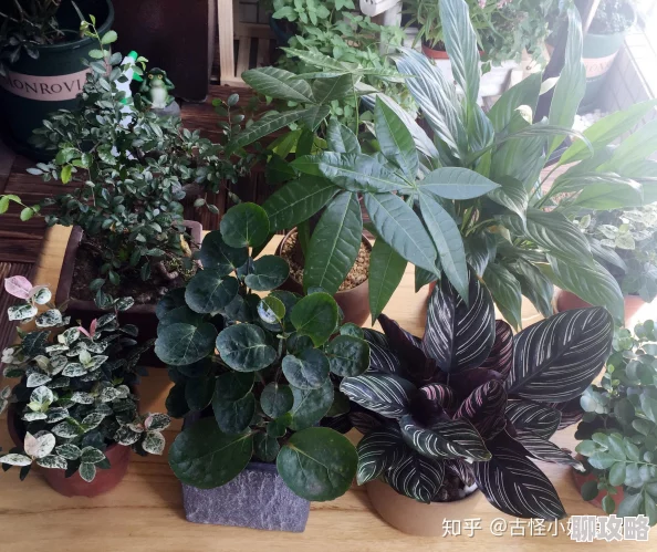 我被公么征服了嗯好大最近迷上了养花种草生活变得更加充实
