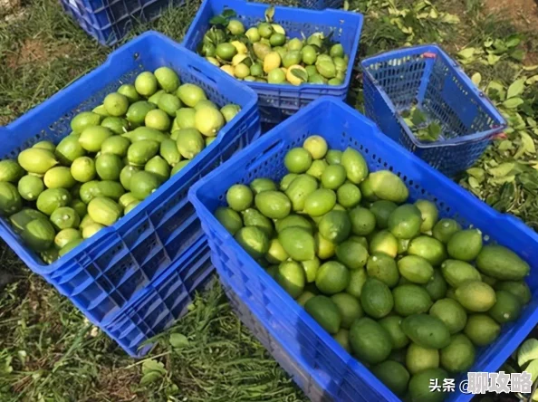 大菠萝福建app网站进入ios最新版本已上线，新增多项功能提升用户体验