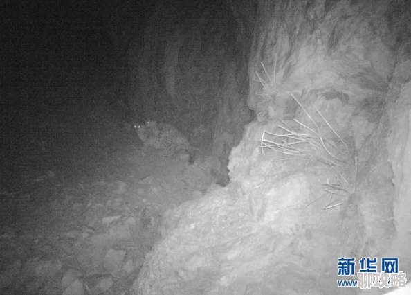 欧美交配科学家发现新物种在交配行为中展现出独特的求偶舞蹈