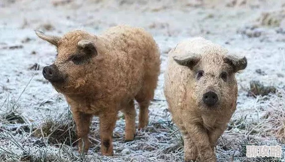 疯狂动物园新成员：北美土著猪——印第安野猪惊现园区，引发热议