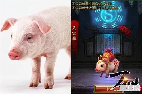 疯狂动物园新成员：北美土著猪——印第安野猪惊现园区，引发热议