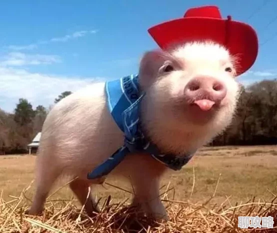 疯狂动物园新成员：北美土著猪——印第安野猪惊现园区，引发热议