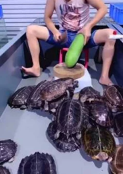公么大龟弄得我好舒服秀网友上传后续视频尺度更大引发热议