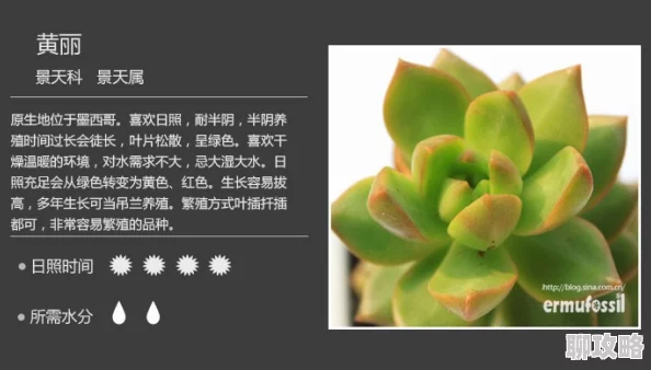 多肉高h近日多肉植物爱好者分享了最新的养护技巧和品种推荐，吸引了众多关注