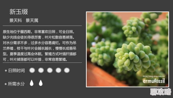 多肉高h近日多肉植物爱好者分享了最新的养护技巧和品种推荐，吸引了众多关注