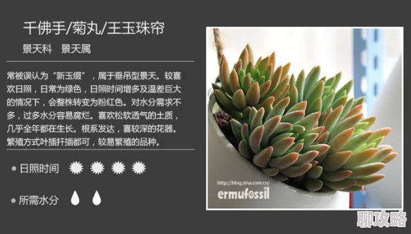 多肉高h近日多肉植物爱好者分享了最新的养护技巧和品种推荐，吸引了众多关注