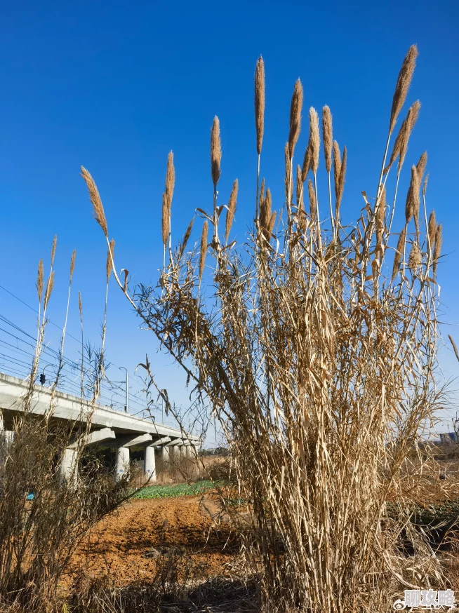 衰草全文免费读据传作者曾匿名打赏读者百万引发网友热议