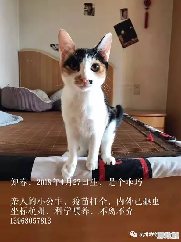 都市极乐后宫小说听说作者现实中是个母胎单身还养了三只猫