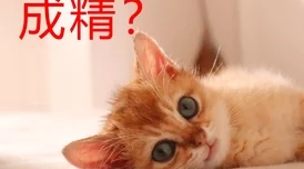 都市极乐后宫小说听说作者现实中是个母胎单身还养了三只猫