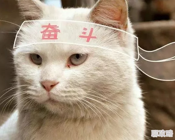 猫咪破解版据传新增神秘隐藏关卡程序员深夜加班竟是为了它