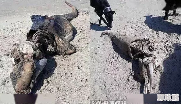 日本大学生高潮内惊现神秘巨型生物遗骸引发恐慌