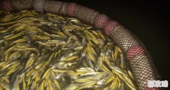 捕鱼来了！网友热评黄金鱼种形象类别全面展示介绍大全