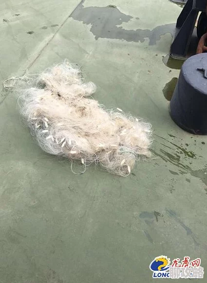 捕鱼来了！网友热评黄金鱼种形象类别全面展示介绍大全