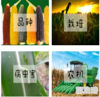 水密桃视频平台内容生态及用户群体特征分析
