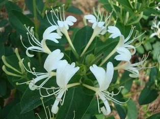 深不可测金银花全文免费看原名《金银花之谜》限时免费阅读