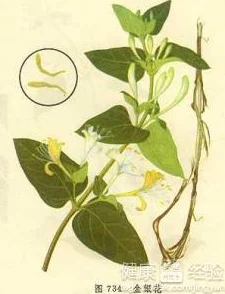 深不可测金银花全文免费看原名《金银花之谜》限时免费阅读