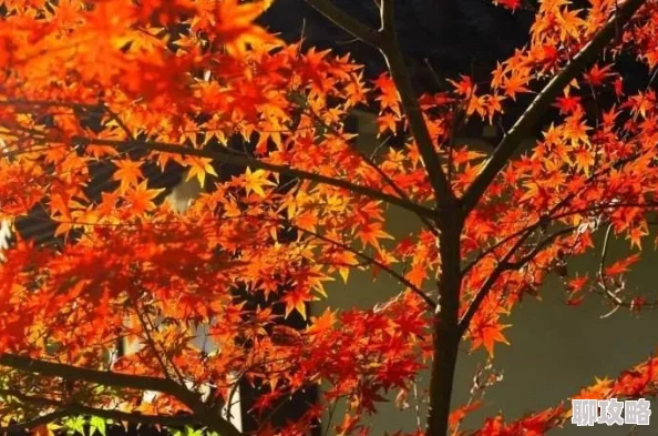 红色一片一片在线秋叶飘落层林尽染美不胜收