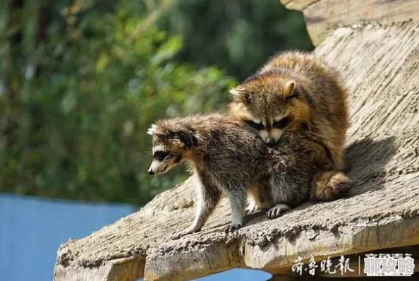疯狂动物园帽子图鉴大全：浣熊帽详解，网友热评特色收集攻略