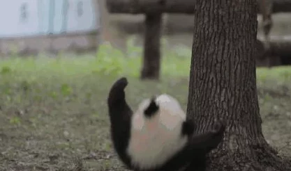 毛茸茸小猫玩耍的视频温馨可爱萌宠日常记录