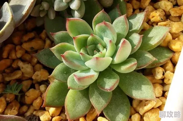 多汁多肉的高h黄文短篇现已更新番外甜蜜日常篇限时免费阅读