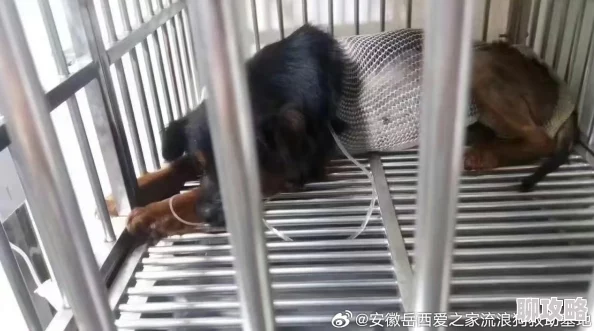 XNXXVDEO兽交毛片据称内容涉及虐待动物情节已被举报至相关部门