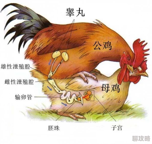我的世界：小鸡繁殖技巧与养殖场建造全攻略，网友热评实用指南！