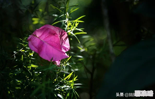 网友热议：丛林游戏中哪个模式最好玩？全面解析各模式特色