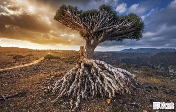 网友热议：战斗吧蘑菇君女神像瀑布精英怪位置全攻略解析