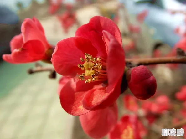 雾岛樱：为何此樱备受青睐，是颜色？是花期？是寓意？