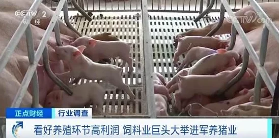 空姐的诱惑猪爬树探讨荒诞情节背后的象征意义及可能的解读方向