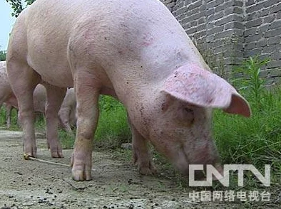 空姐的诱惑猪爬树探讨荒诞情节背后的象征意义及可能的解读方向