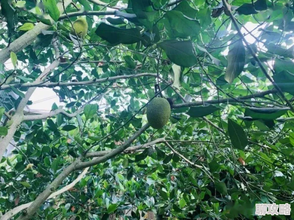 香蕉樱桃水蜜桃猕猴桃菠萝影院2025年全新VR体验震撼上线 香蕉樱桃水蜜桃猕猴桃菠萝影院2025年全新VR体验震撼上线