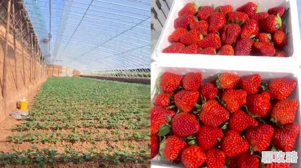 美竹2025新品种巨型草莓惊艳亮相一颗重达半斤引网友热议