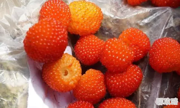 美竹2025新品种巨型草莓惊艳亮相一颗重达半斤引网友热议