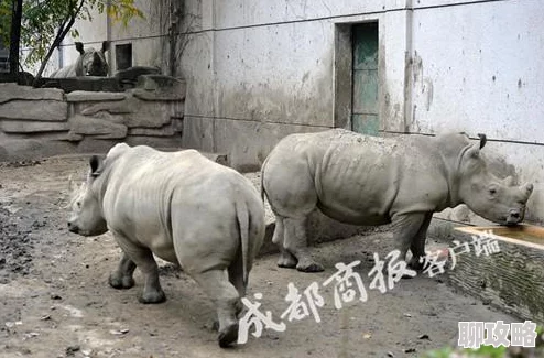 动物园之星如何删除围栏 | 详细教程教你轻松移除围栏 动物园之星如何删除围栏 | 详细教程教你轻松移除围栏