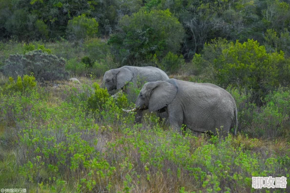 动物园之星如何删除围栏 | 详细教程教你轻松移除围栏 动物园之星如何删除围栏 | 详细教程教你轻松移除围栏