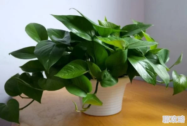 辐射4阵营选择指南:详解各大势力优劣与玩法 辐射4阵营选择指南:详解各大势力优劣与玩法