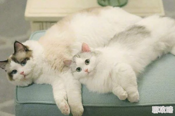 绝区零猫又获取攻略 ｜ 详细解析获得方法