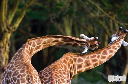 2025年科技新视角:疯狂动物园长颈鹿,超长脖子成网红新宠,你喜欢这自然界的奇迹吗? 2025年科技新视角:疯狂动物园长颈鹿,超长脖子成网红新宠,你喜欢这自然界的奇迹吗?