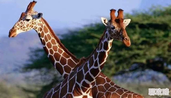 2025年科技新视角:疯狂动物园长颈鹿,超长脖子成网红新宠,你喜欢这自然界的奇迹吗? 2025年科技新视角:疯狂动物园长颈鹿,超长脖子成网红新宠,你喜欢这自然界的奇迹吗?